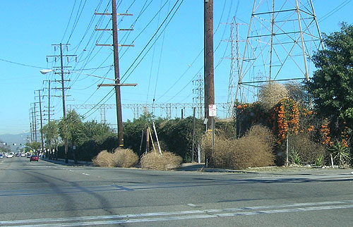 stanton tumble weeds